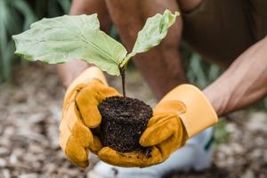 Environmental Scientist