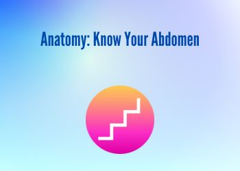 Anatomy Know Your Abdomen
