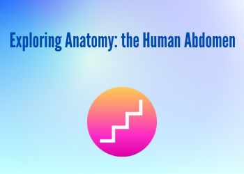 Exploring Anatomy the Human Abdomen
