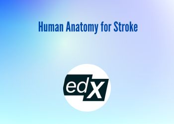 Human Anatomy for Stroke